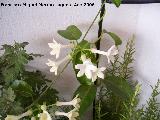 Jazmn de Madagascar - Stephanotis floribunda. Los Villares