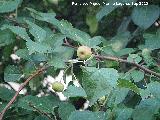 Manzano de flor - Malus floribunda. San Martn de la Vega