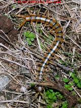 Escolopendra - Scolopendra cingulata. 