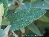 Matagallo - Phlomis purpurea. Crdoba