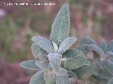 Matagallo - Phlomis purpurea. Jan