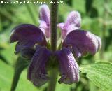 Matagallo - Phlomis purpurea. Los Caones. Jan