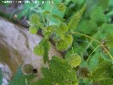 Ortiga romana - Urtica pilulifera. Cuatro Picos - Jan