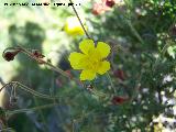 Esteperola - Fumana ericoides. Cuatro Picos - Jan