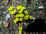 Perdiguera - Helianthemum nummularium. La Hoya - Jan