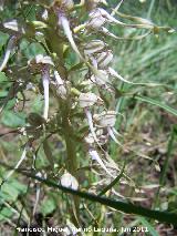 Orqudea del lagarto - Himantoglossum hircinum. La Hoya - Jan