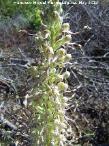 Orqudea del lagarto - Himantoglossum hircinum. Tajos de San Marcos - Alcal la Real