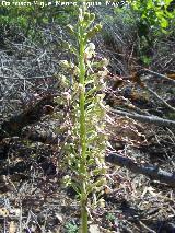 Orqudea del lagarto - Himantoglossum hircinum. Tajos de San Marcos - Alcal la Real