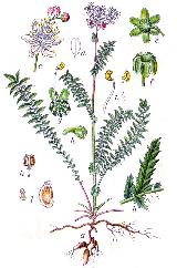 Reina de los prados - Filipendula vulgaris. 