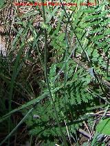 Reina de los prados - Filipendula vulgaris. Hojas. La Hoya - Jan