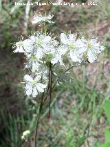 Reina de los prados - Filipendula vulgaris. La Hoya - Jan