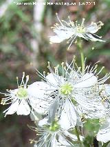 Reina de los prados - Filipendula vulgaris. La Hoya - Jan