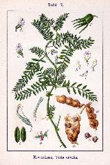 Yero - Vicia ervilia. 