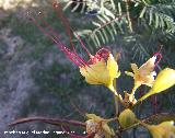 Barba de chivo - Caesalpinia gilliesii. Flor. Los Villares