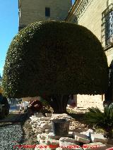 Laurel - Laurus nobilis. Laurel del Hospital de Santiago - beda