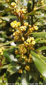 Laurel - Laurus nobilis. Flores. Navas de San Juan