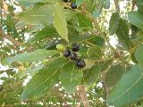 Laurel - Laurus nobilis. Parque del Seminario - Jan