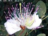 Alcaparrera - Capparis spinosa. El Cerrajn - Los Villares