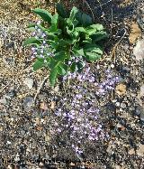 Lavanda de mar - Limonium vulgare. Santa Pola