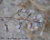 Lavanda de mar - Limonium vulgare. Santa Pola