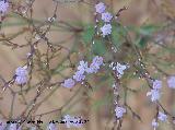 Lavanda de mar - Limonium vulgare. Santa Pola