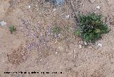 Lavanda de mar - Limonium vulgare. Santa Pola