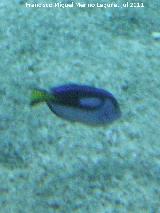 Pez cirujano azul - Paracanthurus hepatus. Valencia