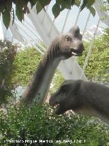 Braquiosaurio - Brachiosaurus altithorax. Valencia