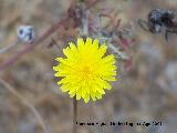 Lechuga silvestre - Lactuca virosa. Santa Pola