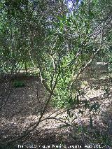 Labirnago - Phillyrea angustifolia. Pea del Olivar - Siles