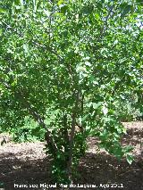 Bonetero de Cazorla - Euonymus latifolius. Pea del Olivar - Siles