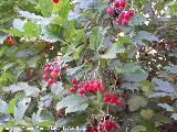 Grosellero - Ribes rubrum. Pea del Olivar - Siles