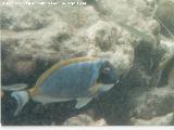 Pez cirujano de garganta blanca - Acanthurus leucosternon. Maldivas