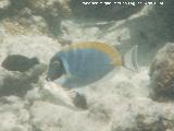 Pez cirujano de garganta blanca - Acanthurus leucosternon. Maldivas