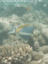 Pez cirujano de garganta blanca - Acanthurus leucosternon. Maldivas