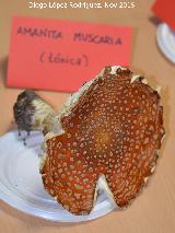 Seta matamoscas - Amanita muscaria. Navas de San Juan