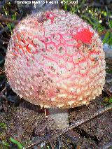 Seta matamoscas - Amanita muscaria. 