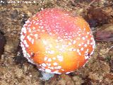 Seta matamoscas - Amanita muscaria. 