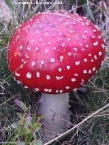 Seta matamoscas - Amanita muscaria. Barranco de Eriste