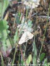 Polilla Aspitates ochrearia - Aspitates ochrearia. Arquillos el Viejo - Vilches