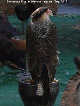 Pjaro Carancho - Caracara plancus. Jan