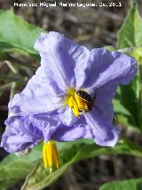 Trompillo - Solanum elaeagnifolium. San Miguel - Linares