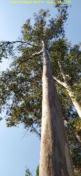 Eucalipto - Eucalyptus globulus. R�o J�ndula - And�jar