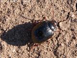 Escarabajo Chrysolina bankii - Chrysolina bankii. Giribaile - Vilches