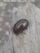 Escarabajo Chrysolina bankii - Chrysolina bankii. La Carnicera - Santisteban del Puerto