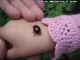 Escarabajo Chrysolina bankii - Chrysolina bankii. Linares