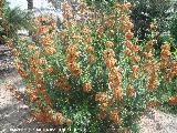 Bignonia de invierno - Pyrostegia venusta. Valencia