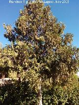 Cedro de incienso - Calocedrus decurrens. Parque del Seminario - Jan