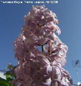 Lilo - Syringa vulgaris. Navas de San Juan