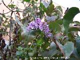 Lilo - Syringa vulgaris. Aborto de lilas. Navas de San Juan